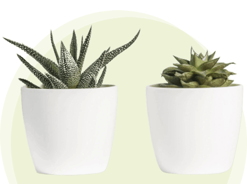 Two white pots with plants in them on a green background