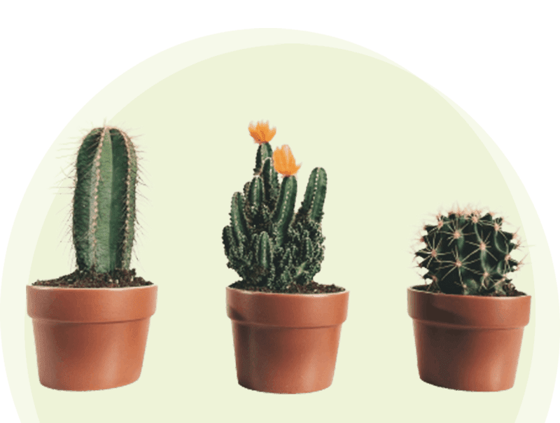 Three potted cacti are sitting on a green background.