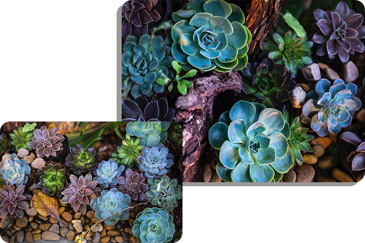 A collage of different types of succulents.