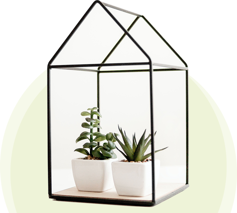 A plant in a glass house on top of a green background.