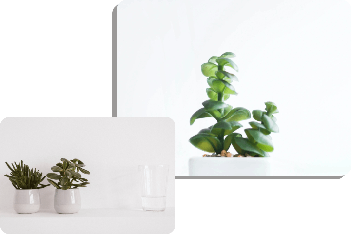 A plant in a white pot on top of a table.